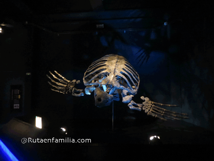 Dinopolis-sala-del-mundo-acuatico-tortuga
