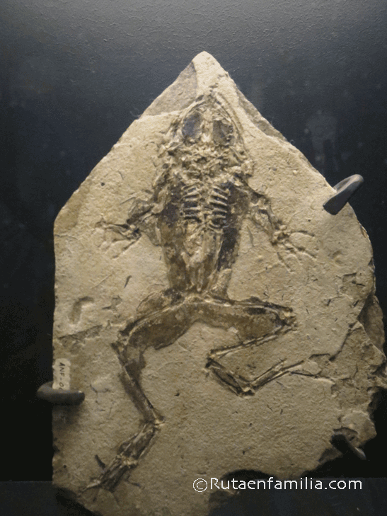 dinopolis-fosil-rana-de-libros