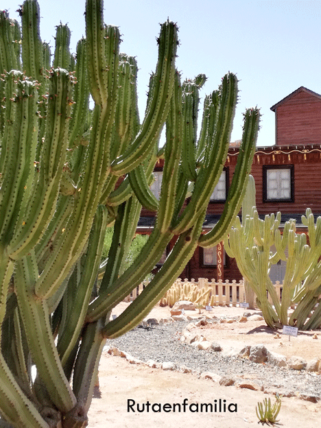 oasys-minihollywood-jardin-de-cactus