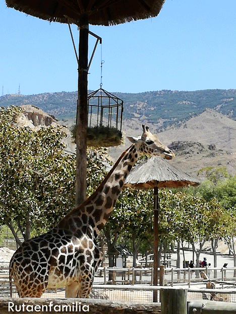 oasys-minihollywood-reserva-animales-girafa