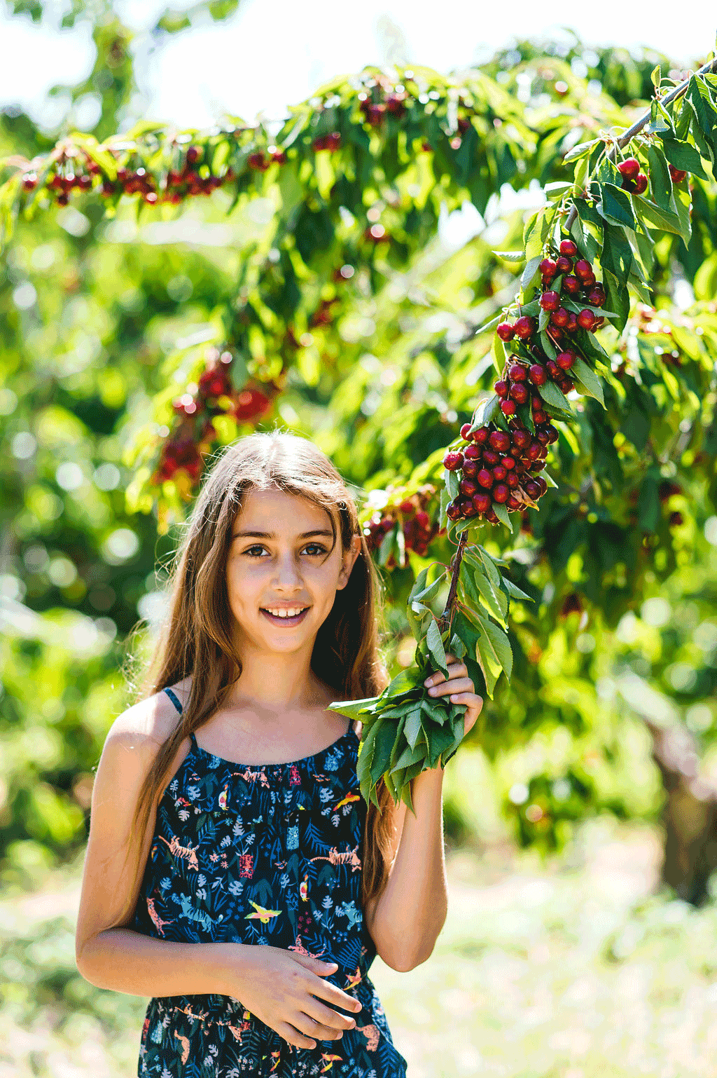 Picking-cherries-at-the-Bereishit-Hagolan-orchards-