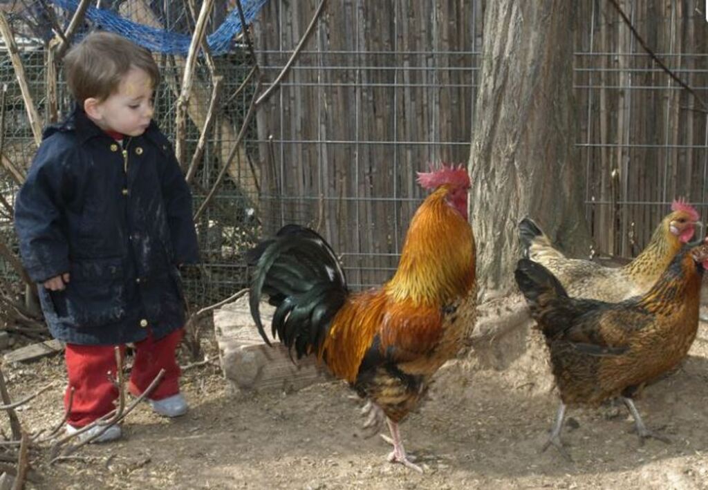 Granja-escuela-esgaravita-nino-con-gallinas