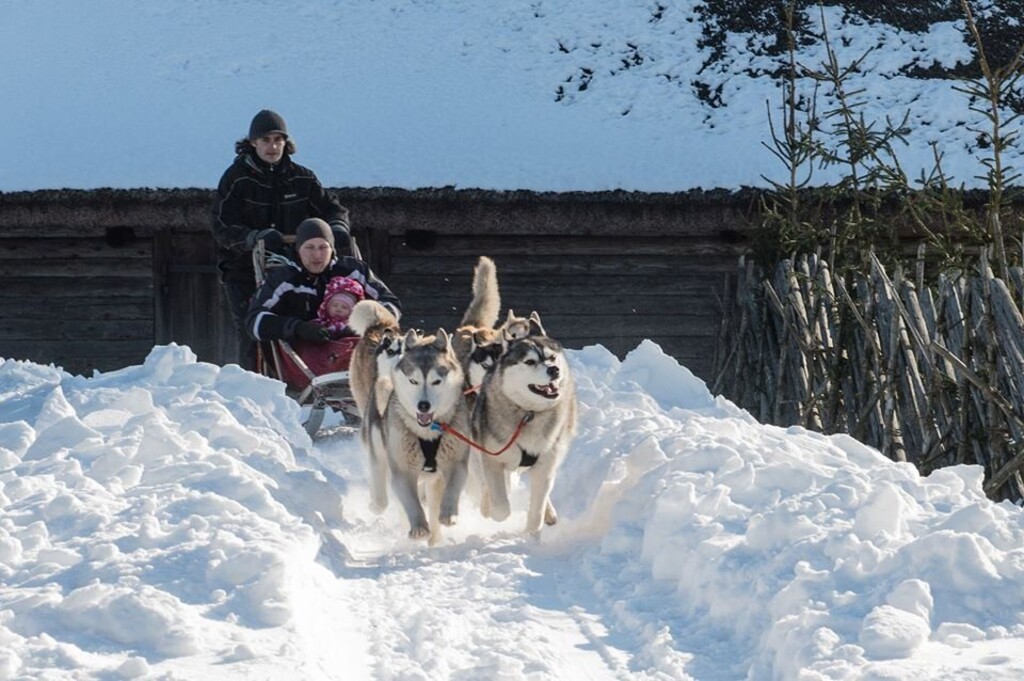 Trineos con huskies y en familia_Estonia