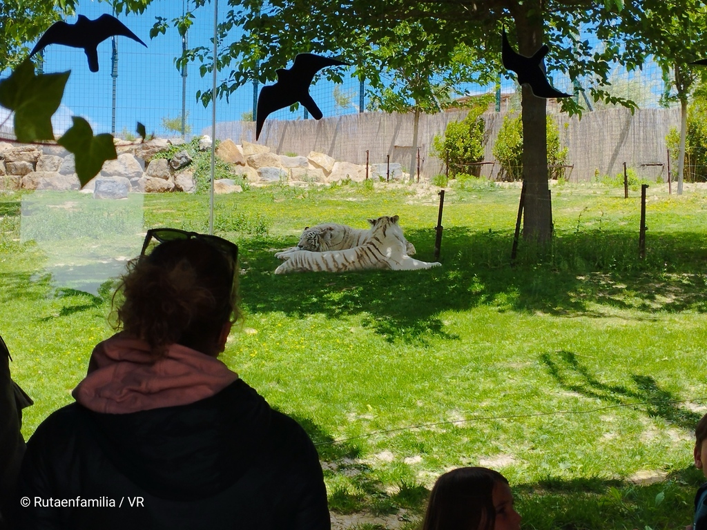 Tigres blancos en la Senda de los Exóticos
