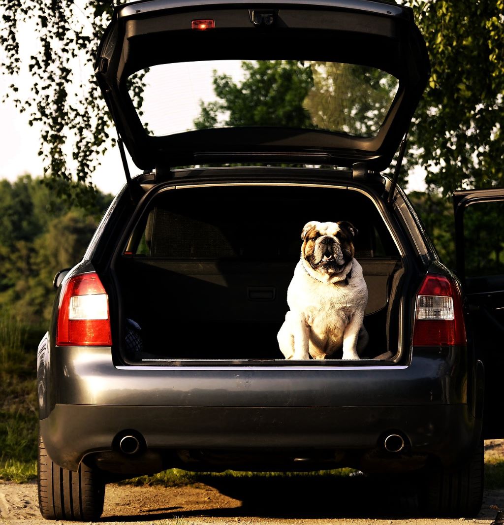 Perro-preparado-para-viajar-en-el-coche