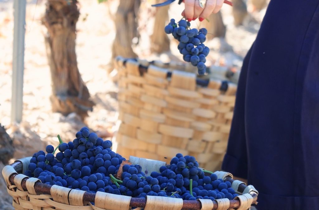 Cesto con uvas en los viñedos de Cepa 21 durante el taller de vendimia con niños en la Ribera del Duero