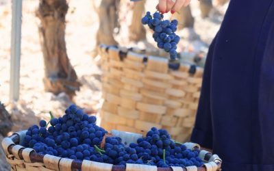 Vivir la vendimia en familia: Cepa 21 y la magia de la uva en la Ribera del Duero