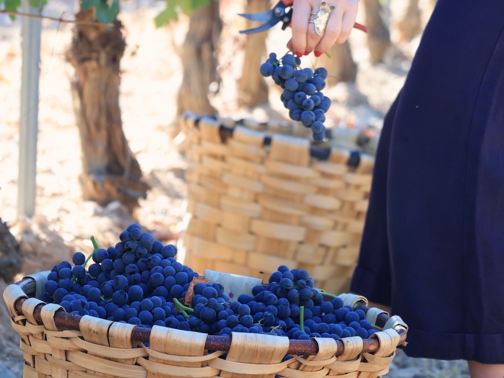 Cesto con uvas en los viñedos de Cepa 21 durante el taller de vendimia con niños en la Ribera del Duero
