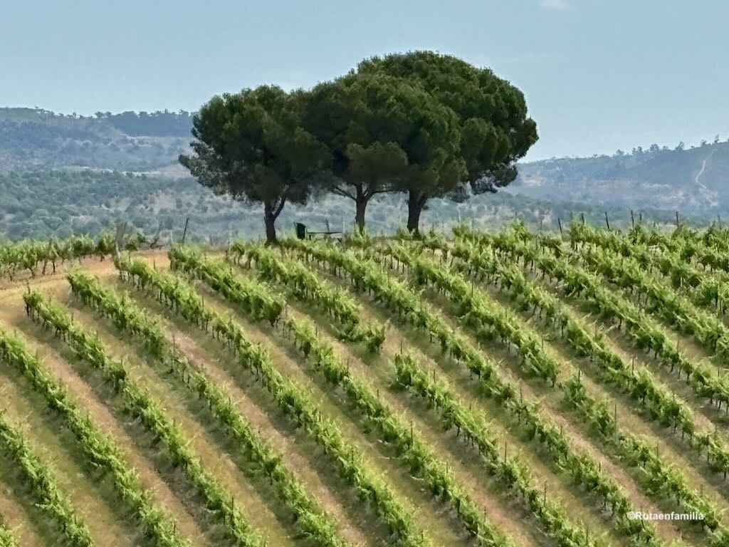 Viñedos de Quinta do Quetzal en el Alentejo